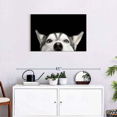 Peeking Siberian Husky