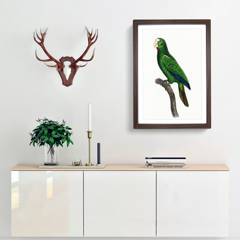 Cuban Amazon Parrot by F. Levaillant - Framed Print, Walnut Framed, 65cm H x 48cm W x 2cm D