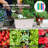 Self-Watering Window Herb Planter Box-39512602-39512605