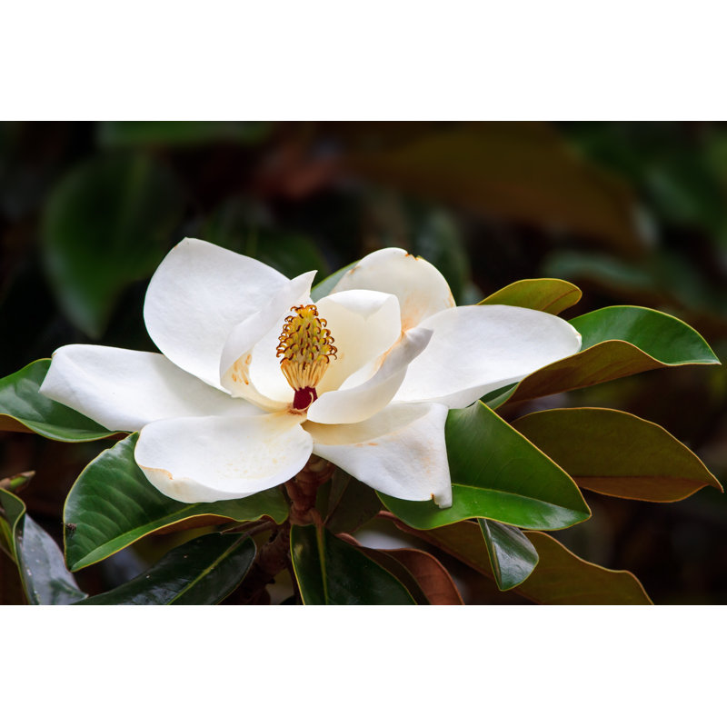 Southern Magnolia Blossom - Wrapped Canvas Print, 30cm H x 46cm W