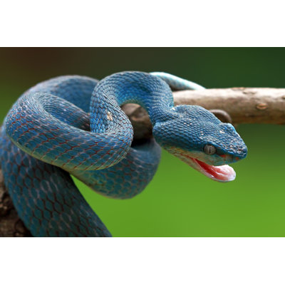 " Blue Viper Ready To Attack, Blue Insularis, Trimeresurus Insularis " by Aulia Maghfiroh