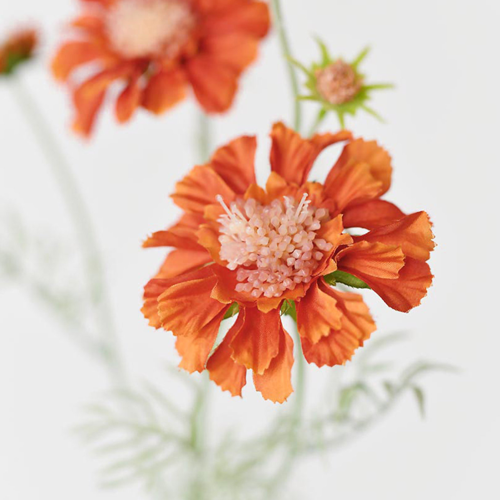Audet Cornflower Stems, 23.4" x 4", Dark Orange