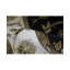 Dharma Oriental Area Rug