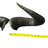 Real Blue Wildebeest Horn Set