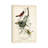 Orchard Orioles by John James Audubon - Wrapped Canvas Gallery-Wrapped Canvas Giclée-1376468318