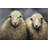 Sheeps Wool Print On Canvas-101290652-101290654