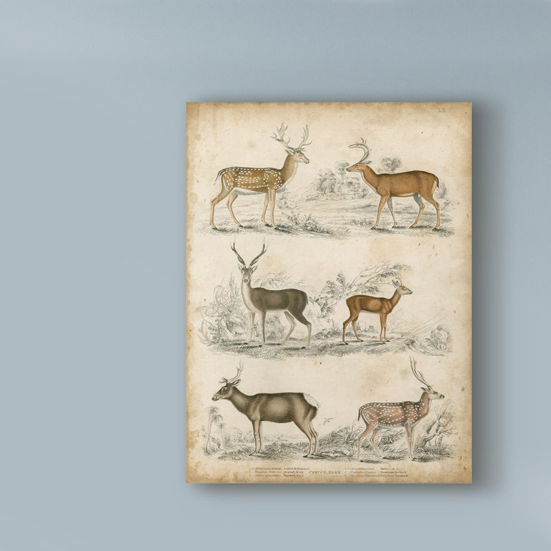 « non-orner les espèces de cerf » non disponible sur toile tendue, H 19 po x l 14 po x P 2 po
