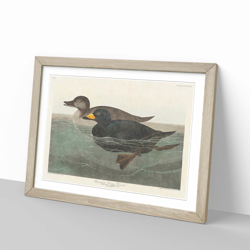 American Scooter Duck by John Audubon - 1 Piece Single Picture Frame Painting, 24cm H x 33cm W x 2cm D, Oak Framed
