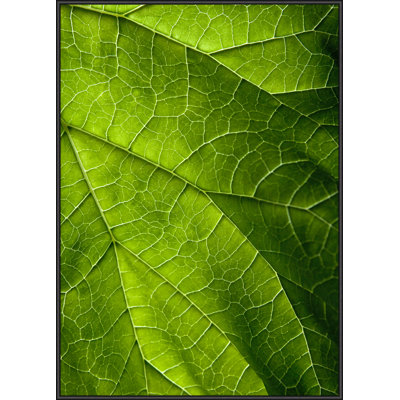 Single Picture Frame Print