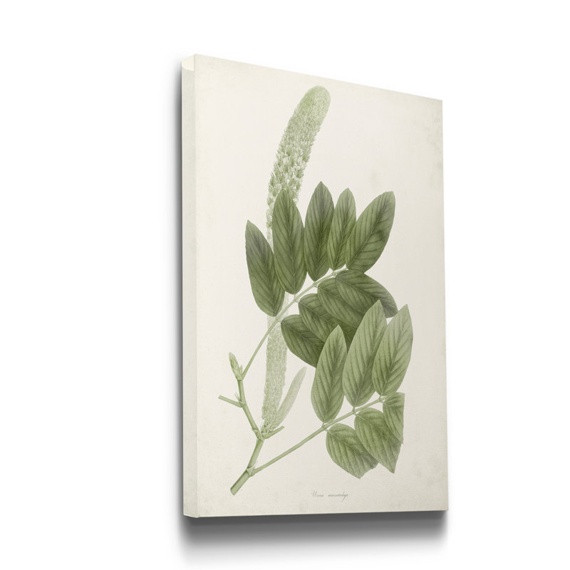 « Sage Botanical IV », reproduction d’art sur toile tendue, H 36 po x l 24 po x P 1 po