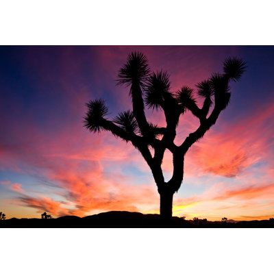 " Joshua Tree National Park " by Anetawaberska