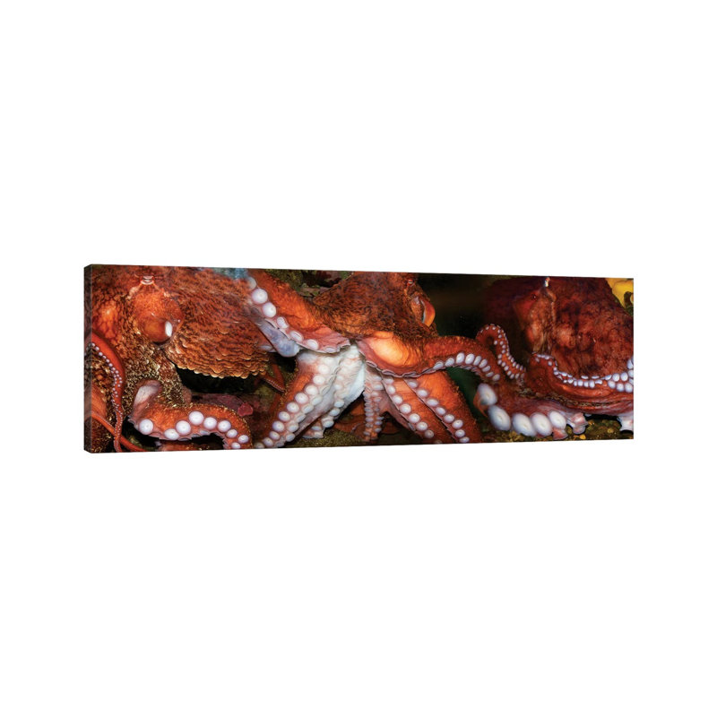 Close-Up Of Octopus by Panoramic Images - Panoramic Gallery-Wrapped Canvas Giclée on Canvas, No Frame