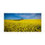 «The Canola Field», impression sur toile tendue-567302104
