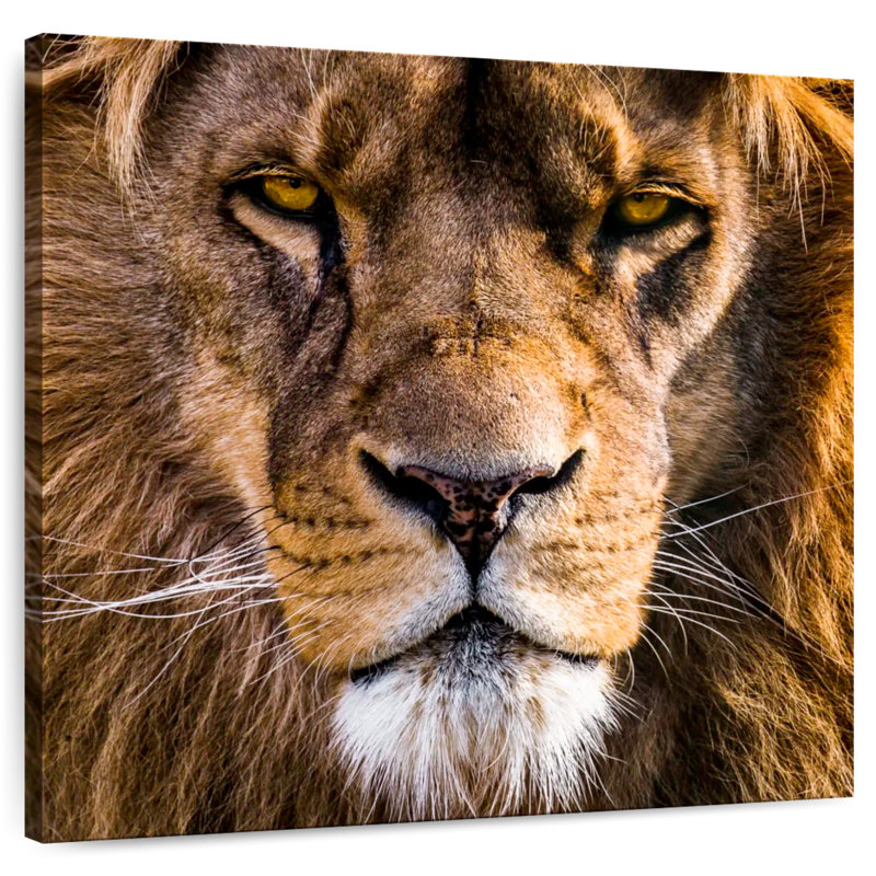 Regal Lion Head