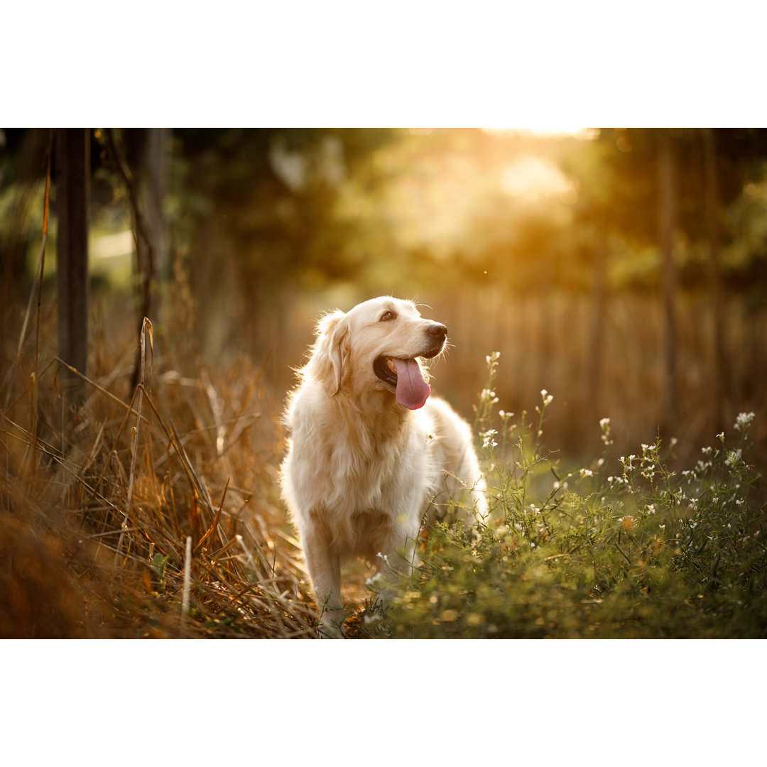 Lächelnder Hund von Capuski - Kunstdrucke auf Leinwand