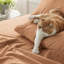 Ensemble de draps en microfibre de polyester Literie Hotel-113212602-113212622