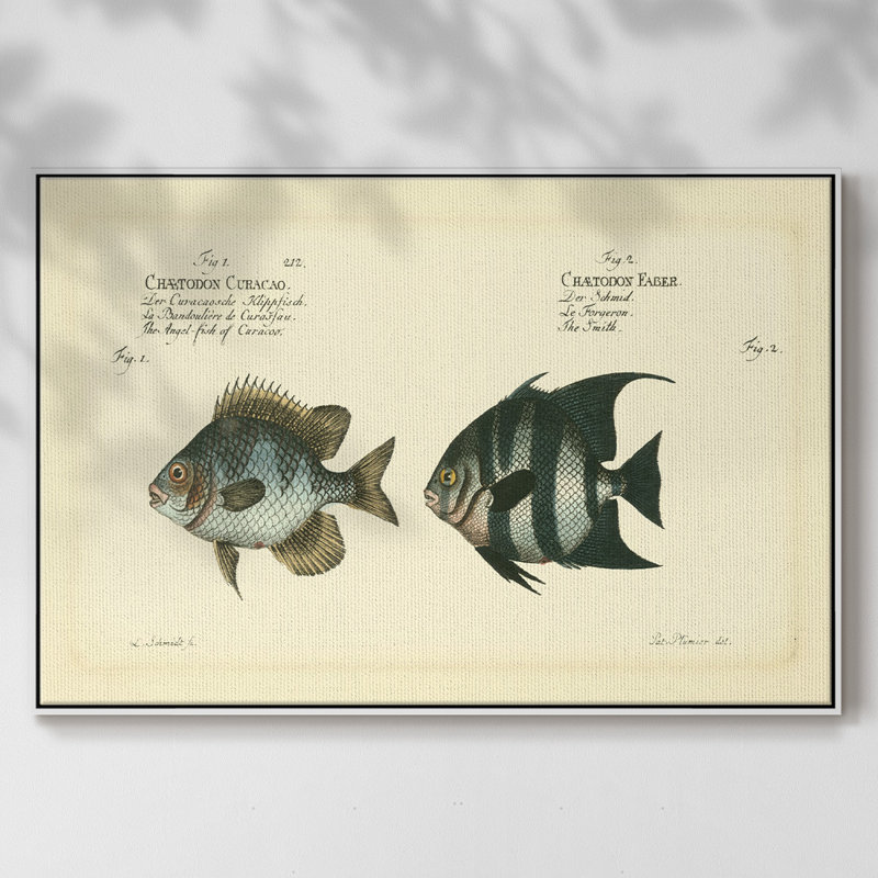 Bloch Antique Fish II, reproduction d'art sur toile, H 17 po x l 25 po x P 2 po, Blanc