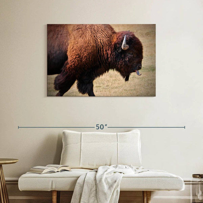 Bison qui remue la langue, H 26 po x l 39 po