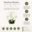 Orchid Arrangement in Round Fiberstone Pot-1233830117