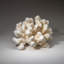 Genuine White Cat's Paw Coral (8.5 Lbs)