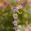 Piquet de jardin Bethlehem