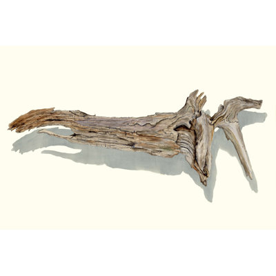 «Driftwood Study II», reproduction sur toile tendue