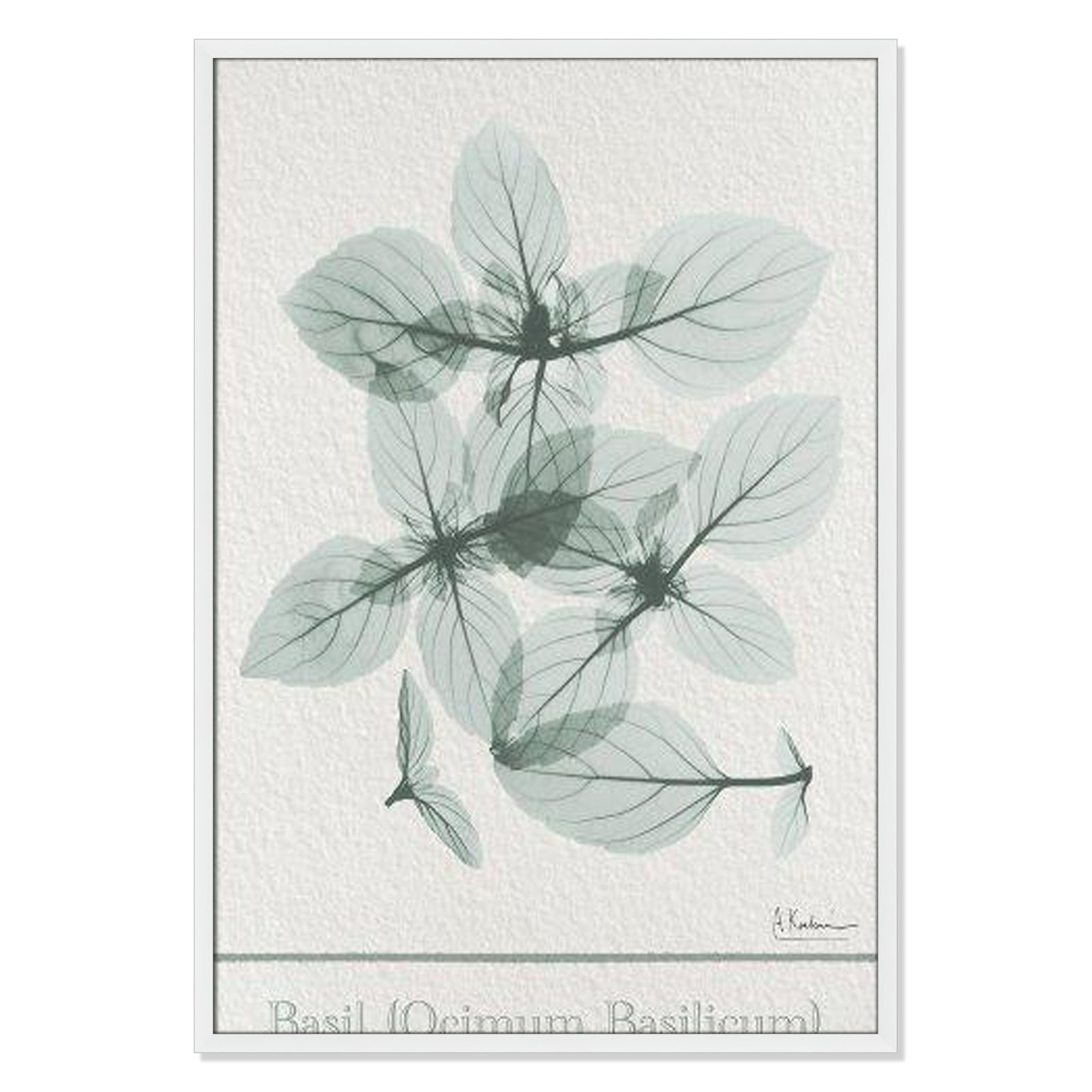 Jeanette "Basil Ocimum Basilicum" Painting, 41.5" H x 29.5" W x 1.25" D, Satin White Framed Paper