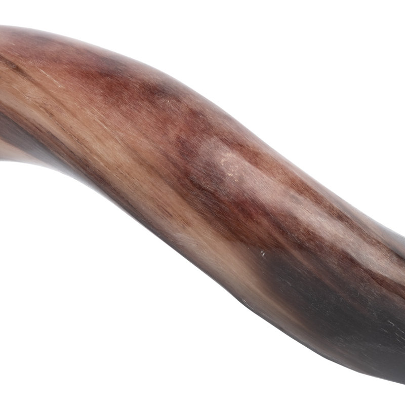 Polished Kudu Horn on Acrylic Display Base