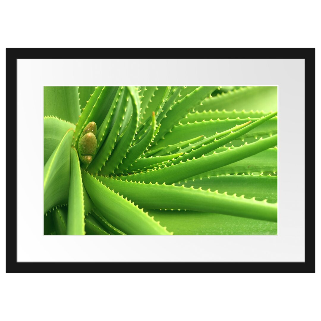 Gerahmtes Wandbild Aloe Vera