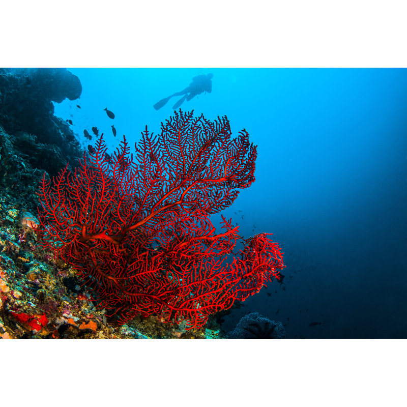 Octo Coral by Atese - Wrapped Canvas Print, 81cm H x 122cm W