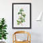 Hawthorn Flowers by Pierre-Joseph Redoute - Single Picture Frame Painting-48224698-48224695