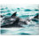 Dolphin Photo 4.25'' x 4.25'' Satin Ceramic Decorative Mural