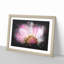 Pink Daisy Flower - Picture Frame Graphic Art Print-56861355-56861354