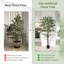 Plante 63 po