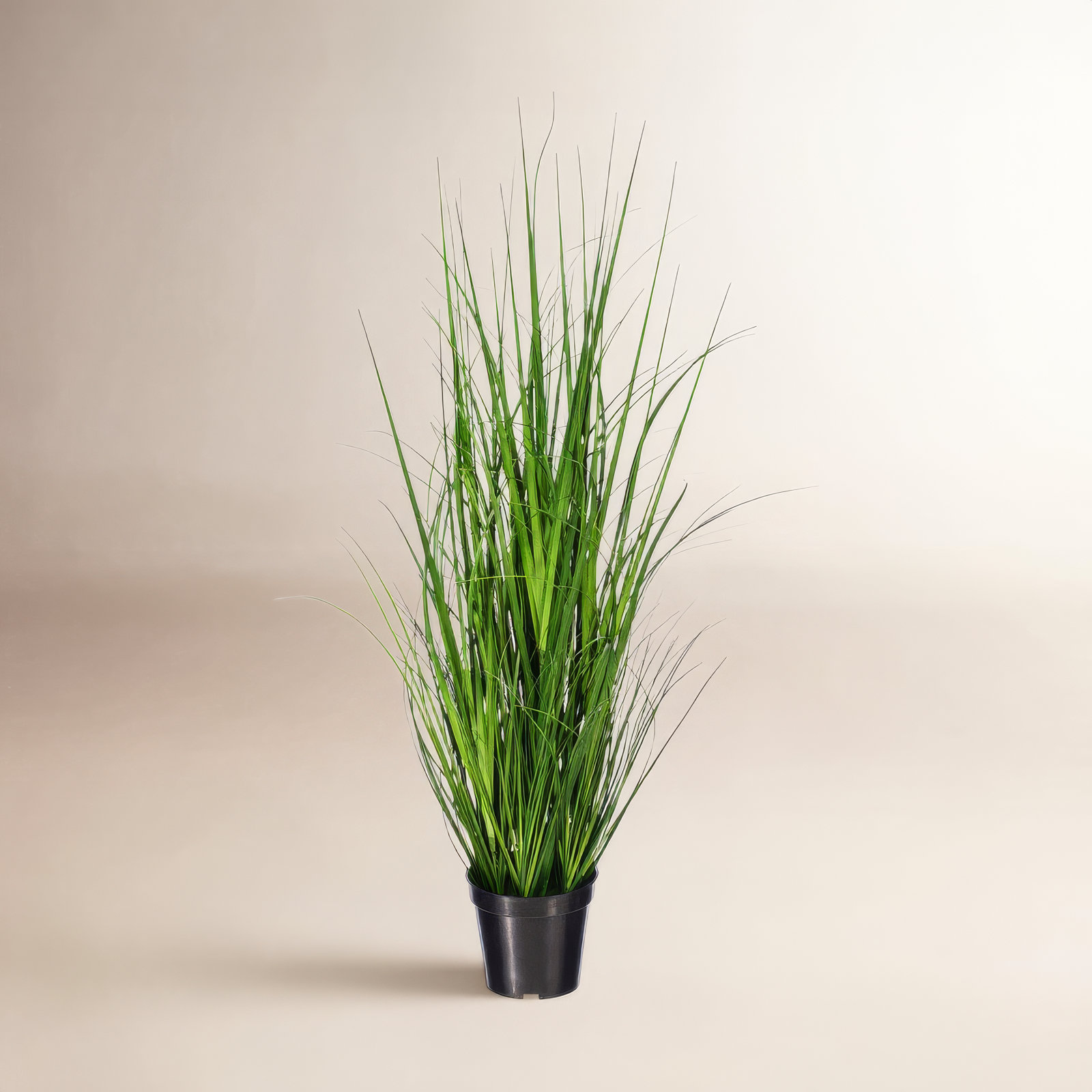 Lemongrass Plant in Pot, 36" H x 8" W x 8" D