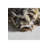Tiger Throw Blanket