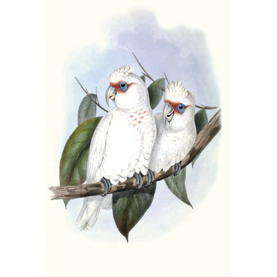 Pastel Parrots IV by John Gould - Painting