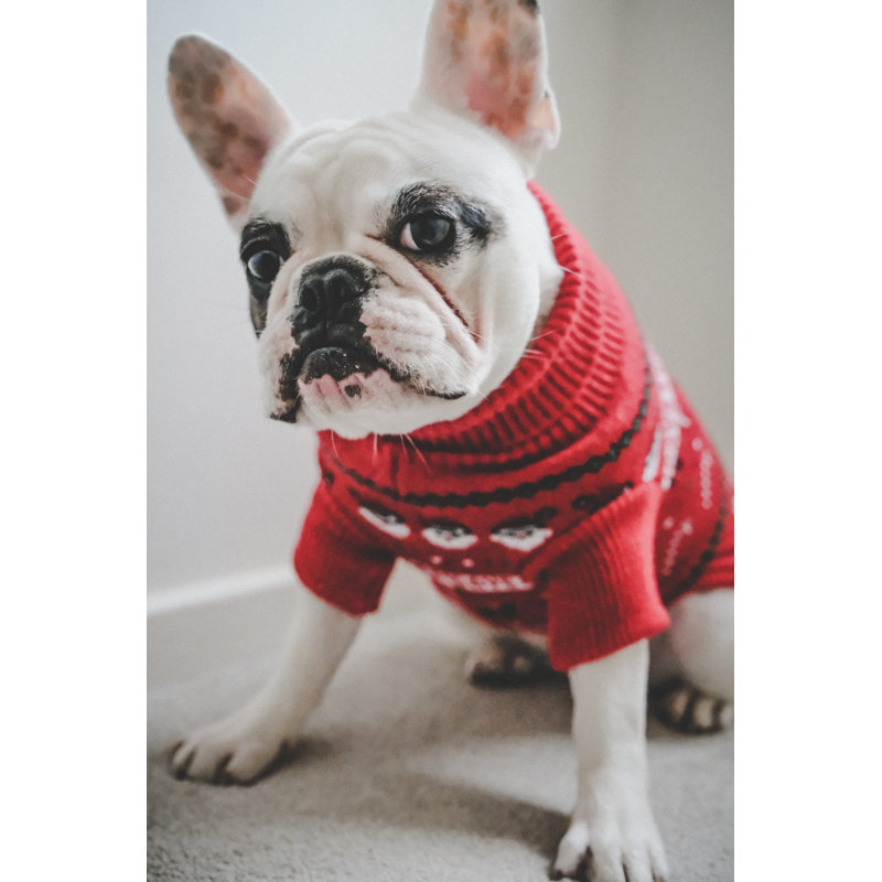 French Bulldog by Gollykim - Wrapped Canvas Print, 46cm H x 30cm W