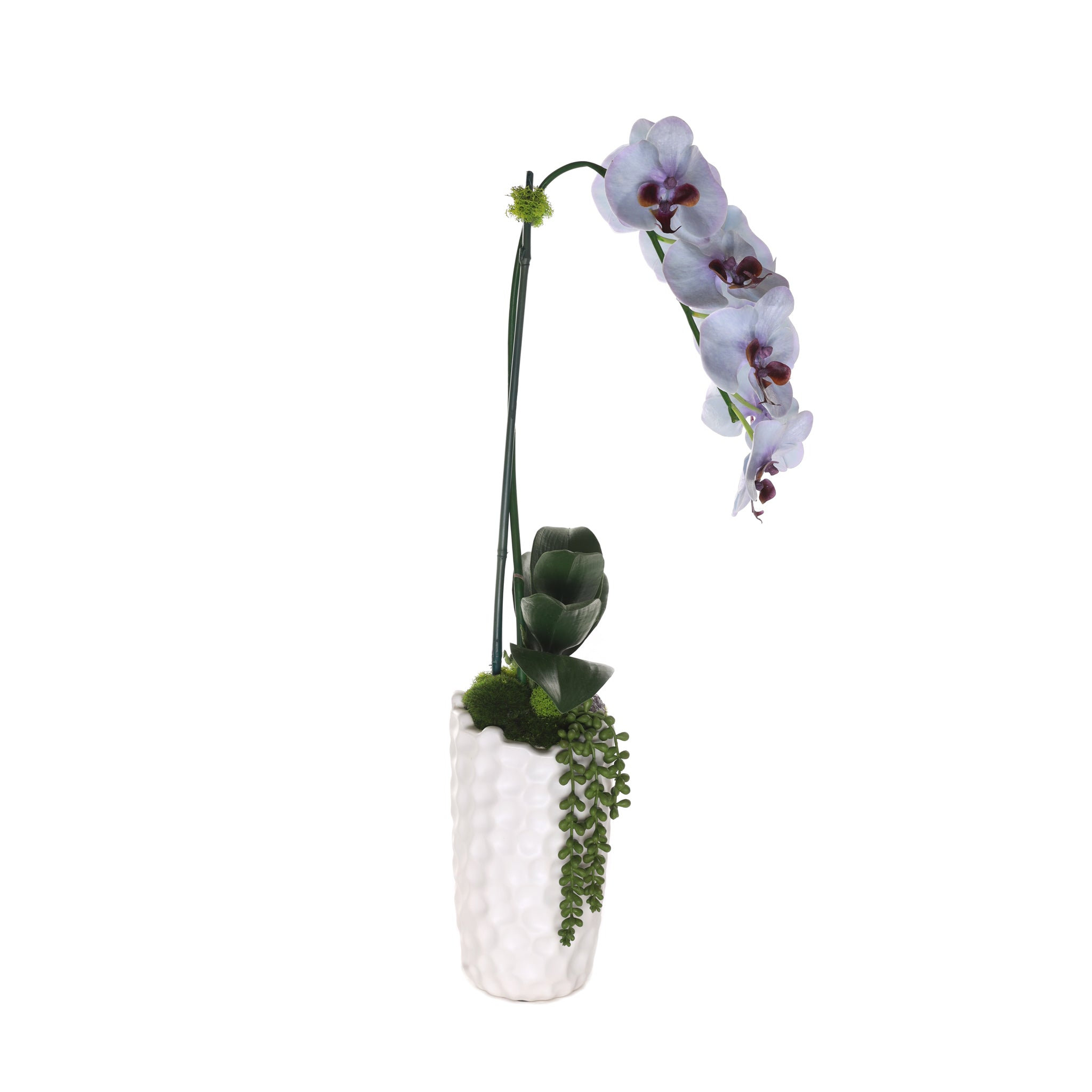 Primrue Orchid Arrangement | Wayfair