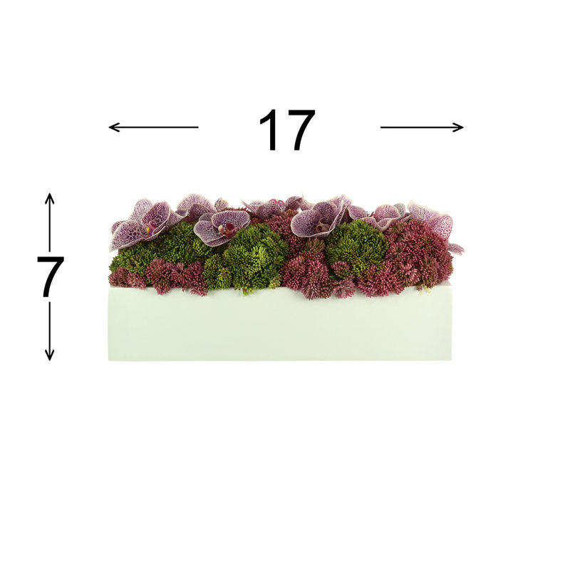 Sedum and Orchids Arranged in Fiberstone Planter
