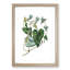 Bindweed Illustration - Single Picture Frame Painting-55466198-55466203