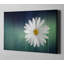 «Wood Series: A Daisy», art mural sur toile-24714589