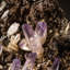 Amethyst from Piedra Parada, Las Vigas De Ramirez, Veracruz, Mexico