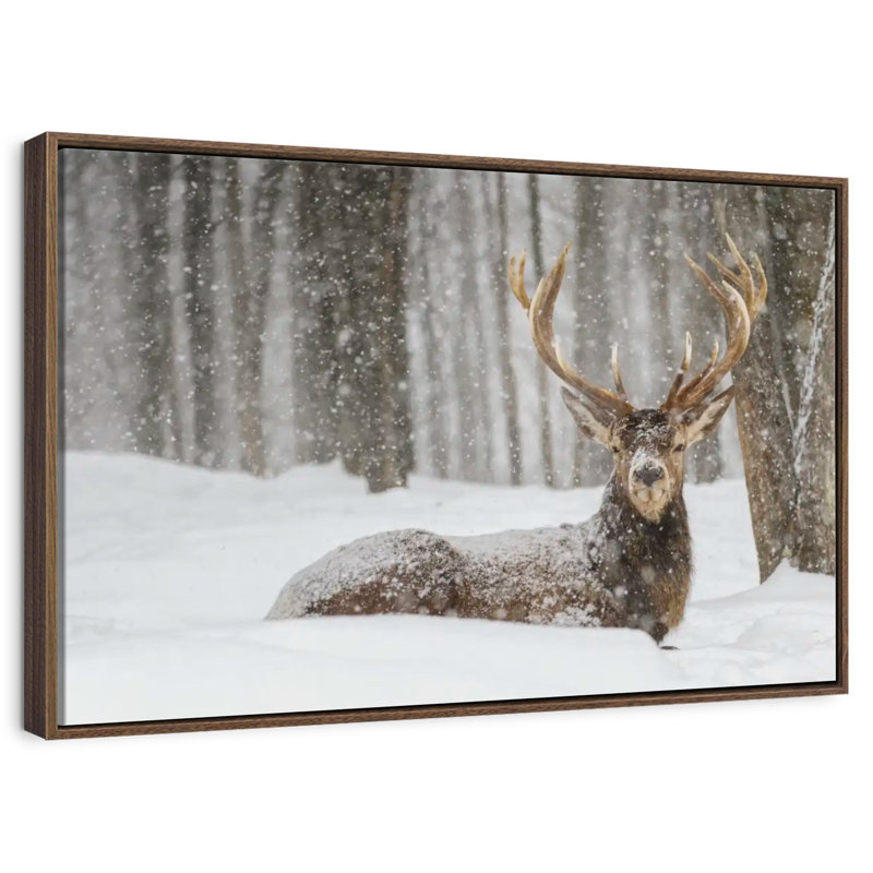 Wapiti recouvert de neige, 19 po x 13 po, Cadre flottant noyer