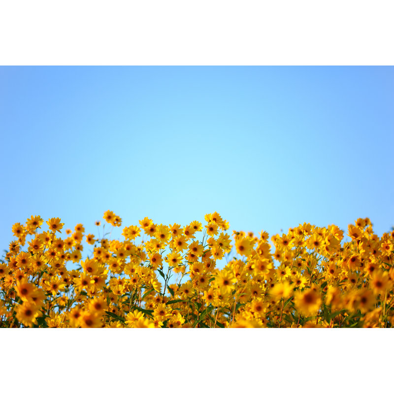 Fleurs jaunes par Bgfoto, H 12 po x l 18 po