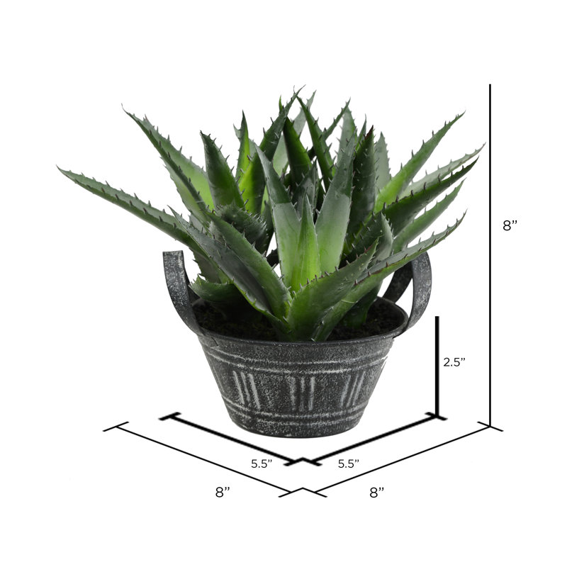 Succulent en pot, H 8 po x l 8 po x P 8 po