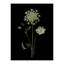 Pressed Botanical Giclees On Black Set by Sandy Whitaker-214565507-214565506