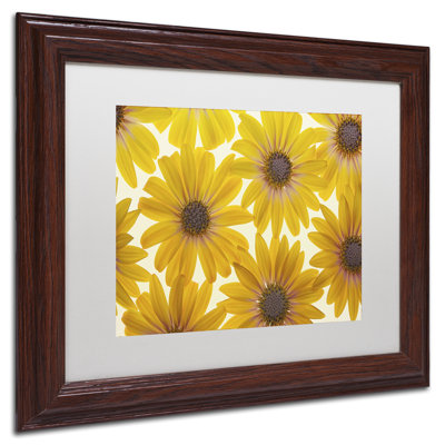 « yellow cape marguerites », reproduction de photo sur toile