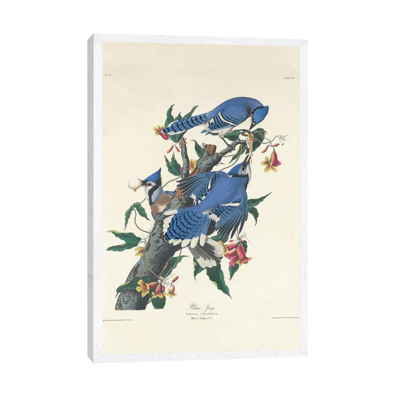 Blue Jay, 1831 by John Audubon - Print on Canvas, 66.04 cm H x 45.72 cm W, White Framed