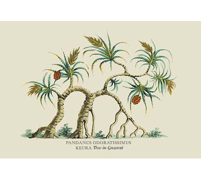 " Pandanus Odoratissimus Keura Tree In Guzerat " by J. Forbes